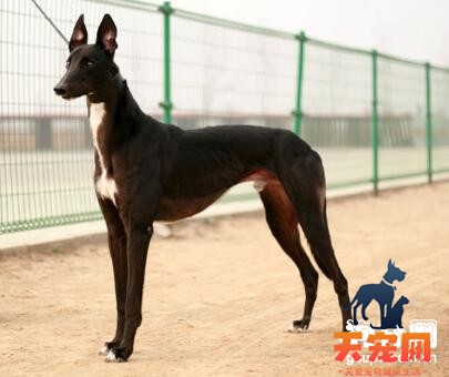 格力犬厌食怎么办，格力犬厌食的改善方法