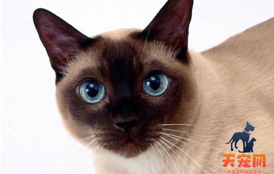 矮脚猫是基因缺陷吗 说出来你可能不相信