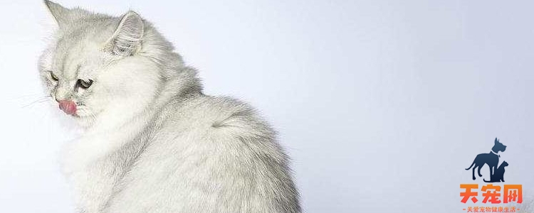 布偶猫体重年龄对照 怎么养才能体重达标
