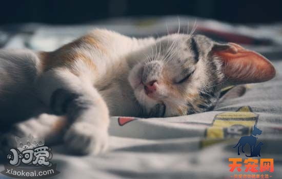 猫死了怎么处理