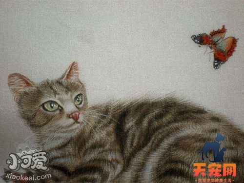 怎么训练澳大利亚雾猫大小便 澳大利亚雾猫大小便训练