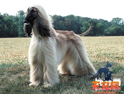 给阿富汗猎犬磨牙的食物有哪些