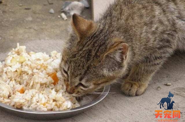 猫咪可以吃米饭吗 猫咪吃米饭会怎么样