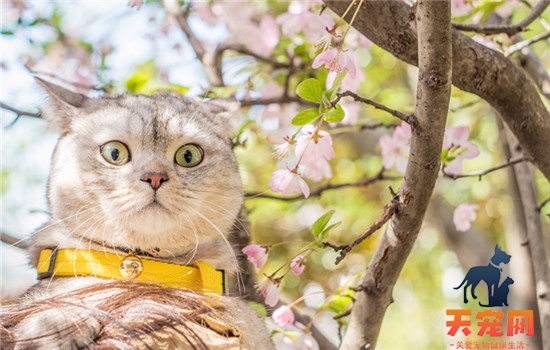 野猫在门口一直叫是为什么也不吃