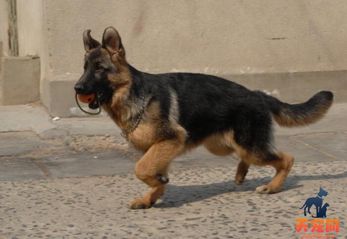 2个月大德国牧羊犬一顿喂多少狗粮合适