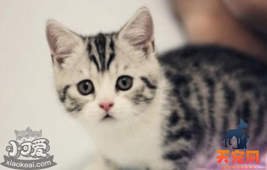 母猫生小猫间隔多久 母猫生小猫后注意哪些