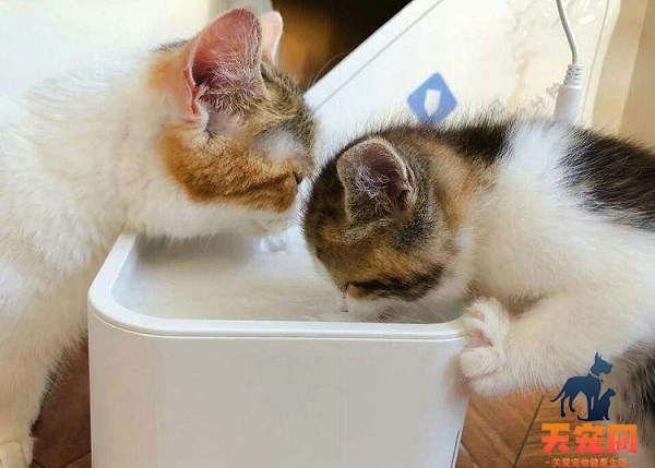 怎么训练幼猫喝水