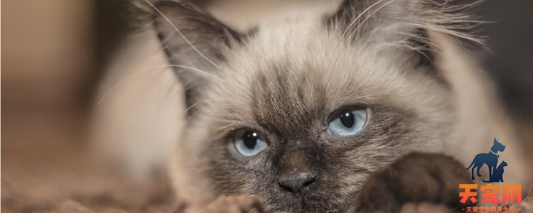 猫喜欢偷吃东西怎么办 如何阻止又不让它记仇？