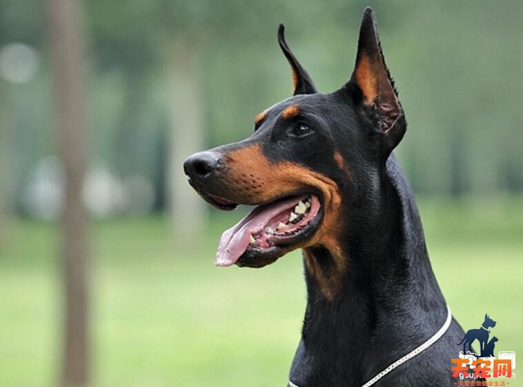 为什么杜宾犬会呕吐?导致杜宾犬呕吐的原因和应对措施