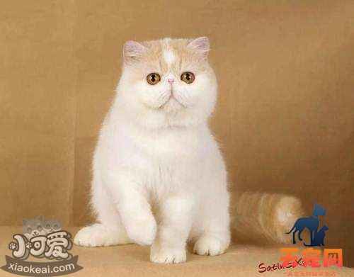 加菲猫怎么催乳 加菲猫催乳方法