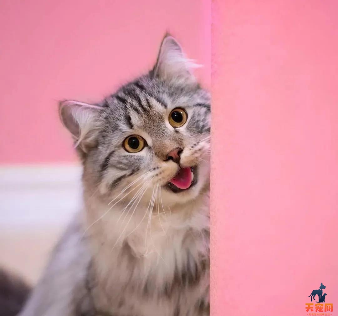 西伯利亚森林猫图片 简直是行走的鸡毛掸子