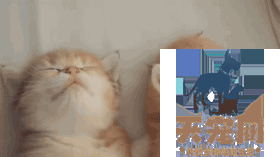 猫为什么不喜欢和人玩 如何让猫像狗狗一样与人亲近
