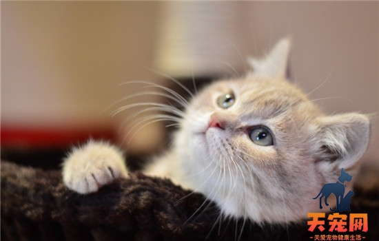 猫指甲套是什么 猫咪指甲套对猫有危害吗