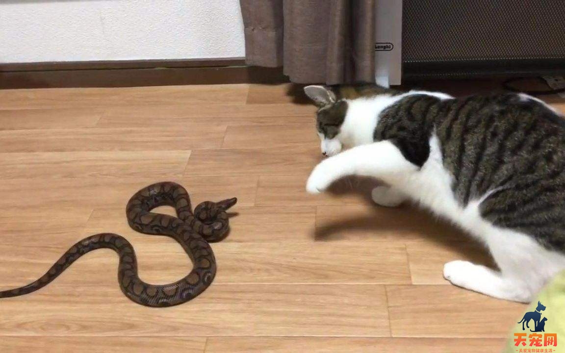 猫为什么喜欢和蛇打架 练捕食技巧
