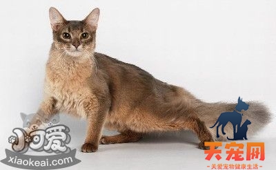 如何训练索马里猫用猫砂 索马里猫猫砂使用训练