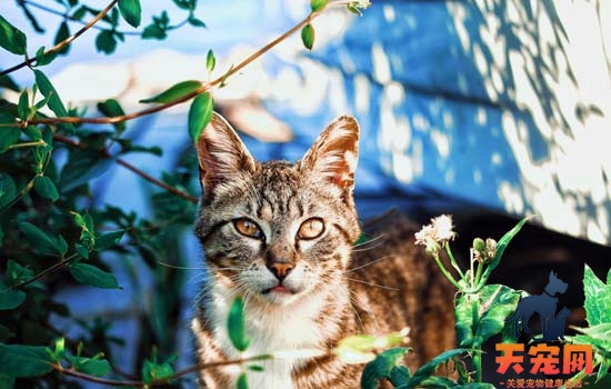 猫咪不能闻什么味道