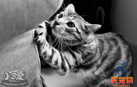 猫喜欢抓沙发怎么办 为什么猫会喜欢抓沙发