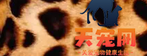 豹猫有几种花纹 豹猫花纹图片