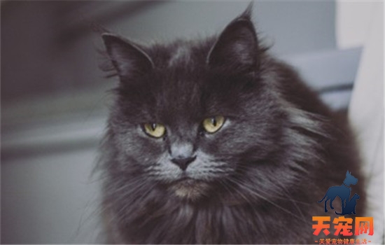 猫咪毛球性胃炎是什么 猫咪得毛球性胃炎的症状是什么