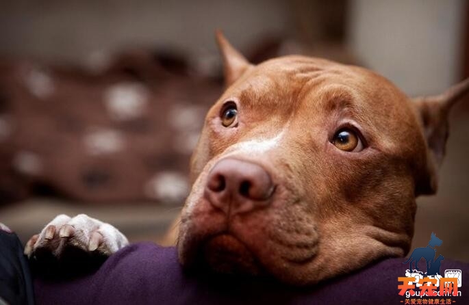 比特犬不小心吃了老鼠药怎么办?