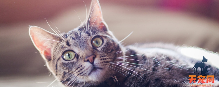 猫咪拉稀是怎么样的 怎么知道猫是拉稀了?
