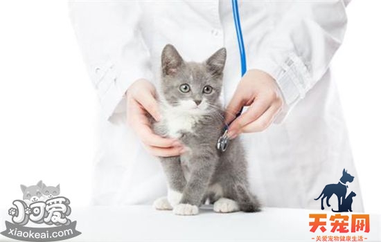 给猫注射疫苗注意事项 注射疫苗禁忌须知