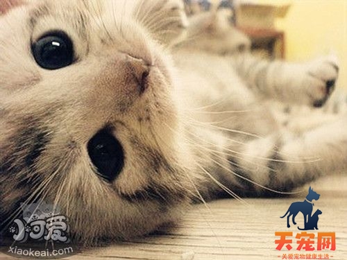 猫流眼泪怎么办 猫流眼泪是因为什么原因