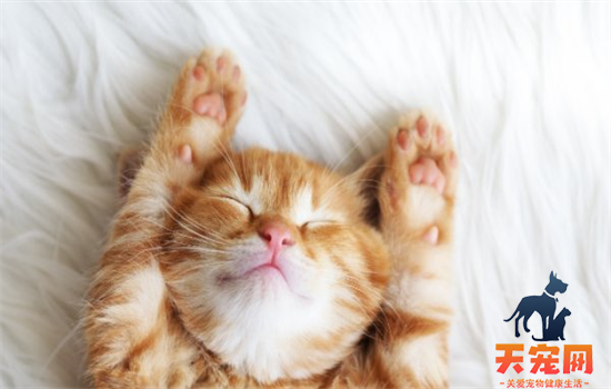 小猫换胎毛前后对照