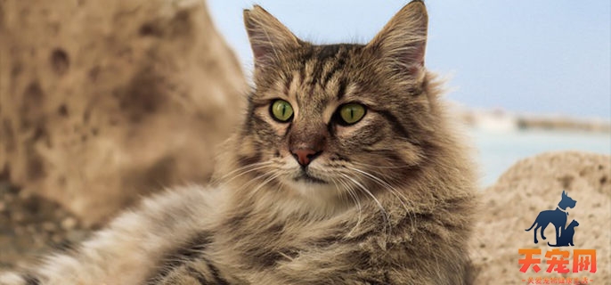 猫咪呼吸急促是什么原因 多是高危型疾病引起的
