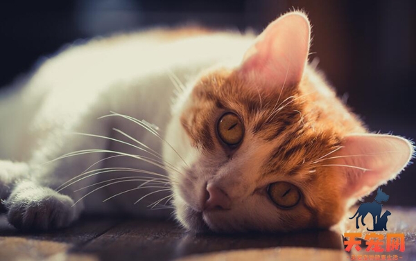 养猫卖崽能挣钱么