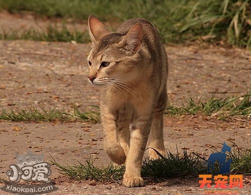 非洲狮子猫脱肛怎么办 脱肛又叫直肠脱