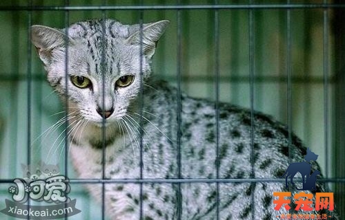 怎么训练加州闪亮猫装死 加州闪亮猫装死训练