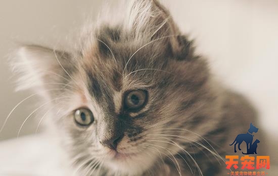 猫咪精神不好食欲不振