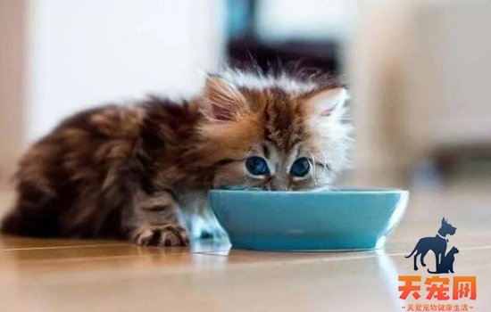 猫喝马桶里的水怎么办 可能是平时的水不合胃口
