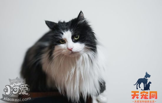 猫青光眼怎样治疗好 需要摘除眼球吗