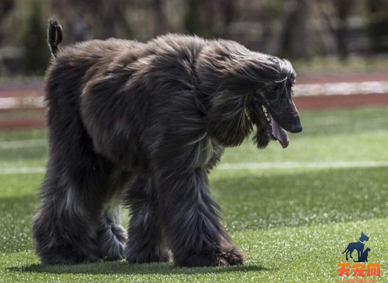 阿富汗猎犬咳嗽干呕怎么办