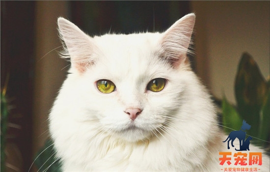 猫的眼睛有几种颜色 品种不同眼睛颜色不同