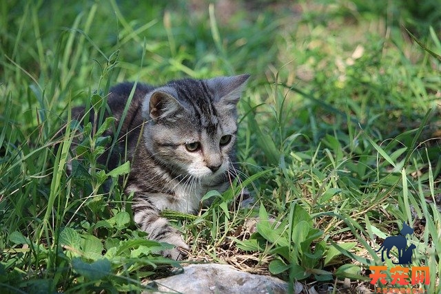 小猫都吃什么食物