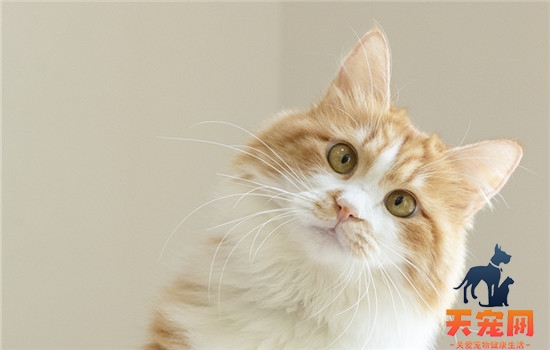 玳瑁猫是不是就是土猫
