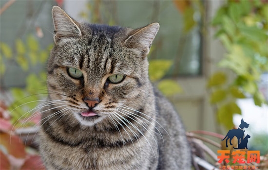 猫可以吃红薯吗