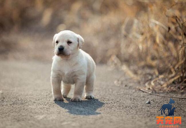 拉布拉多幼犬吃什么狗粮好