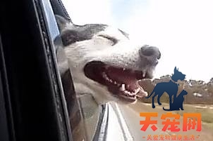 狗狗将头伸出车窗外的缘故，你了解好多个呢？