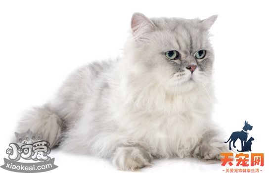 猫肚子突然变大 肚子大仅仅是怀孕吗