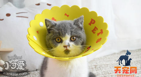 猫绝育前准备 需要禁食禁水多久你知道吗
