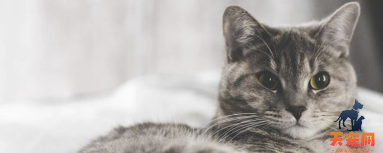 猫咪眼睛受伤能自愈吗 应如何护理?