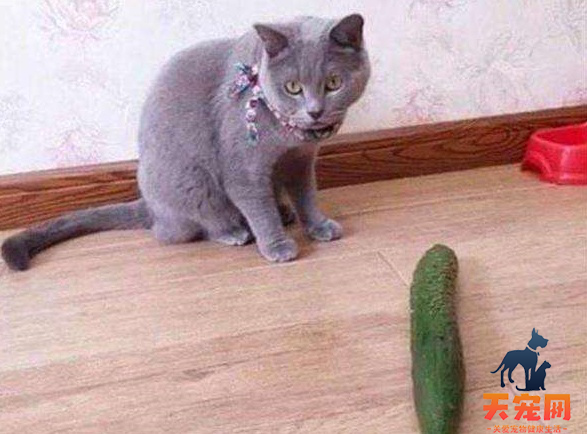 猫为什么挠黄瓜 受到了惊吓