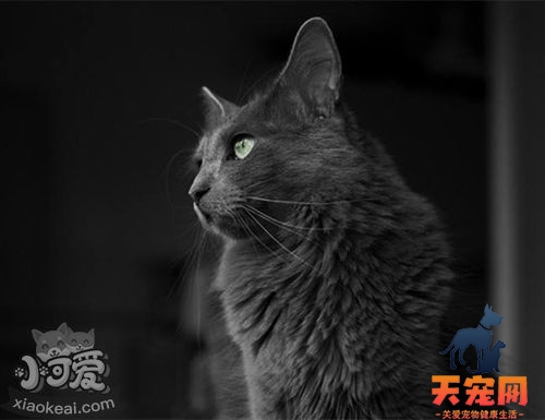 内华达猫打喷嚏怎么回事 打喷嚏原因介绍