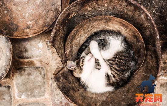 从来不尿床的猫咪突然尿床