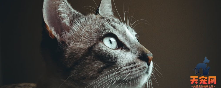 30个猫咪冷知识 不得不说猫真是一个神秘物种