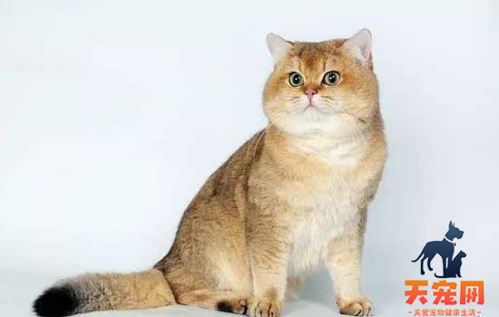 加菲猫是什么品种的猫